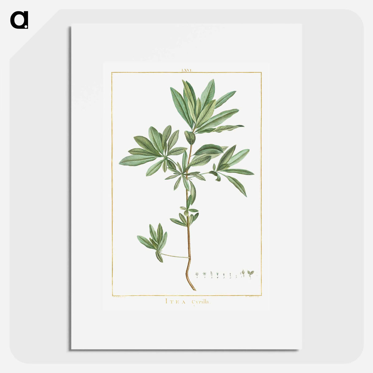 Itea Cyrilla - ピエール ジョゼフ ルドゥーテ Poster.