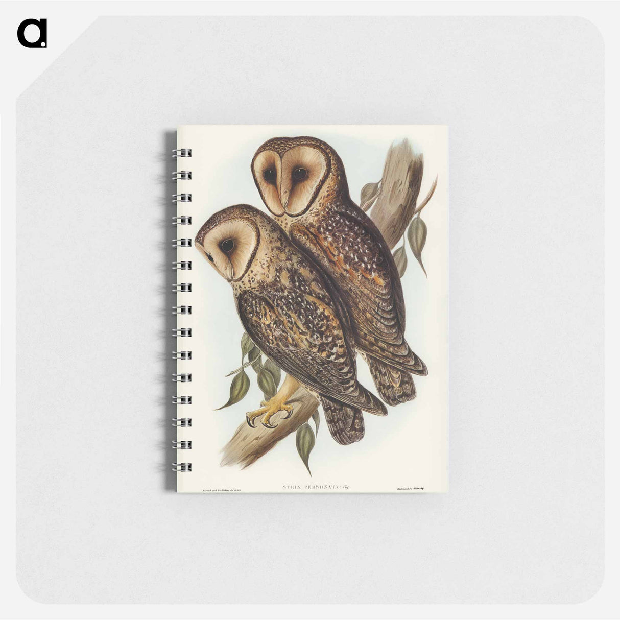アートメモ帳-Masked Barn Owl
- オーストラリアの鳥 Memo.