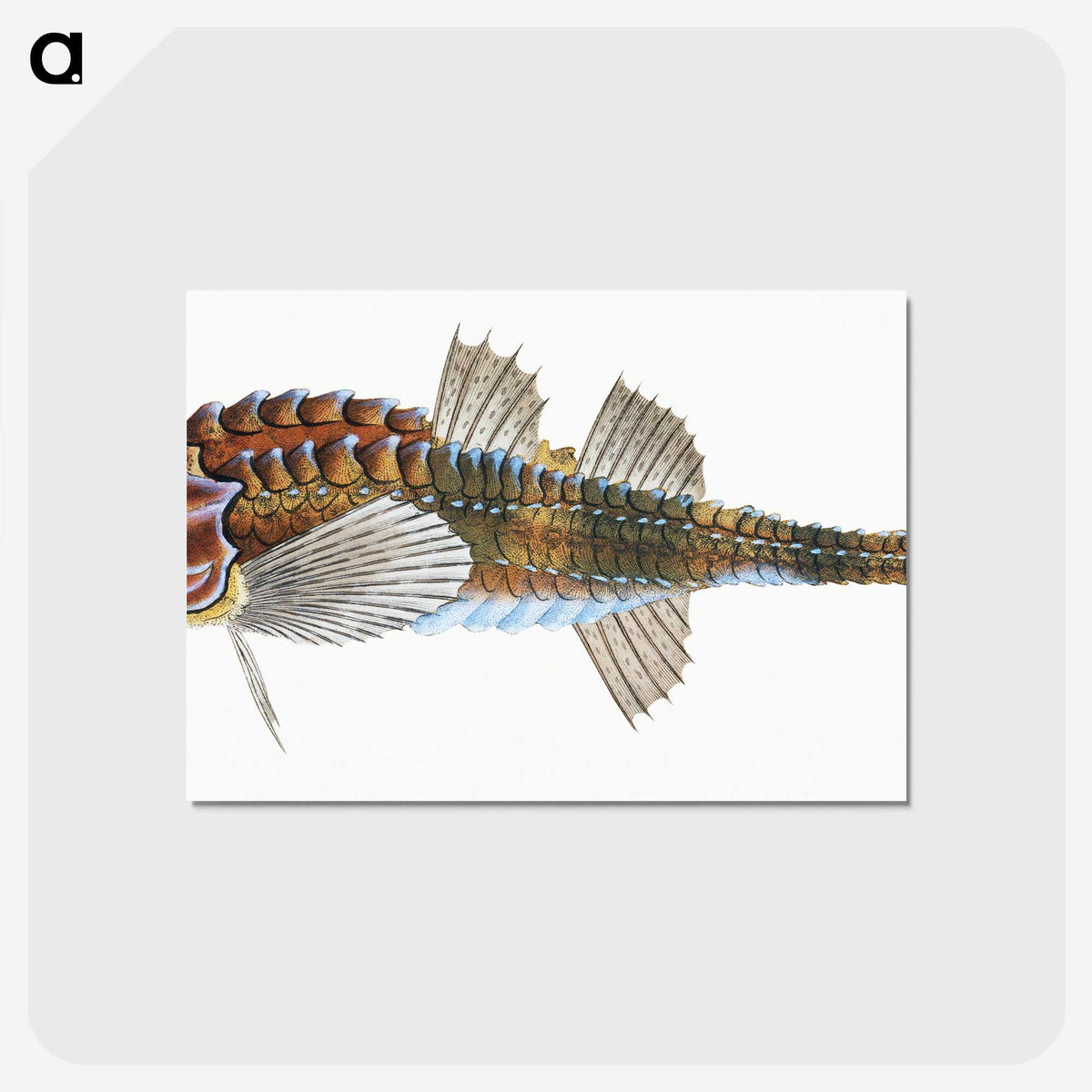 1-83_The-Natural-History-of-British-Fishes_postcard