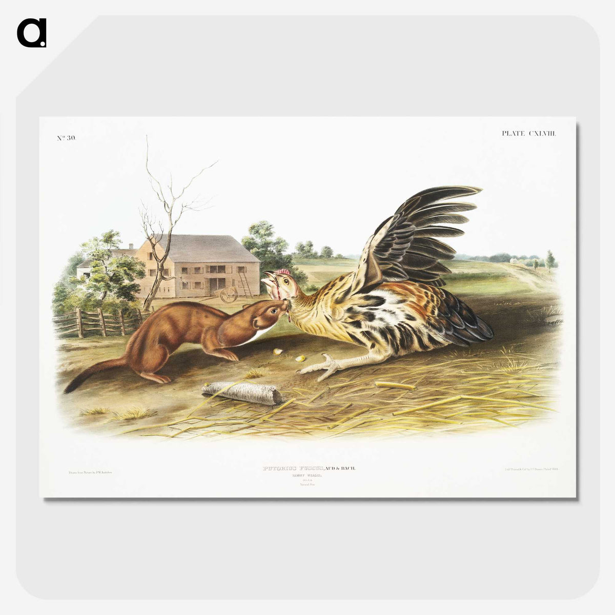 1-83_The-Viviparous-Quadrupeds_picture-crop