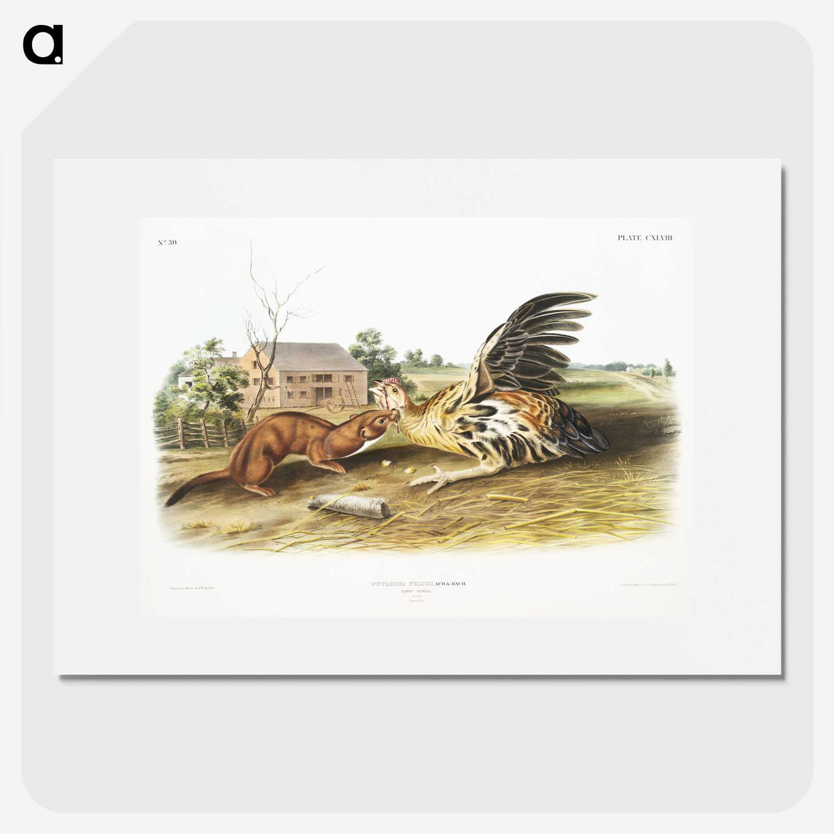 1-83_The-Viviparous-Quadrupeds_picture