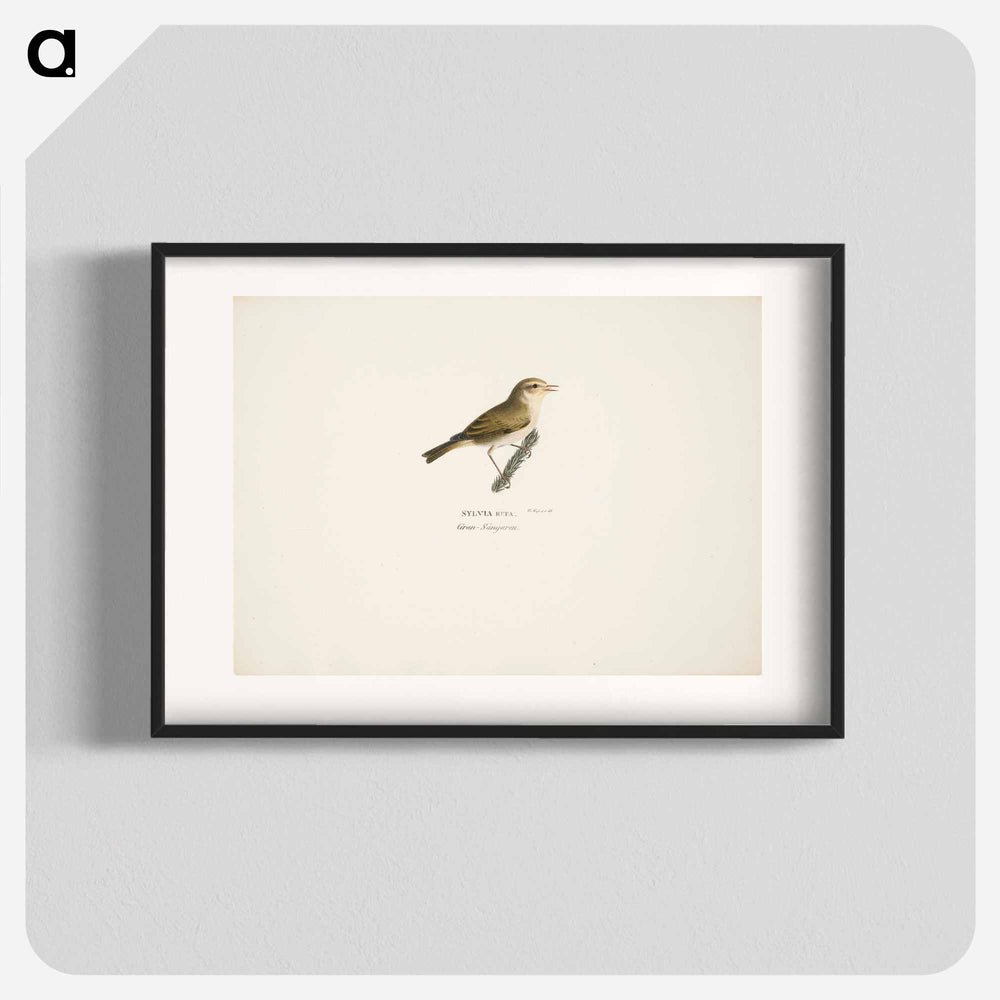Common chiffchaff - ヴィルヘルム フォン ライト Poster.