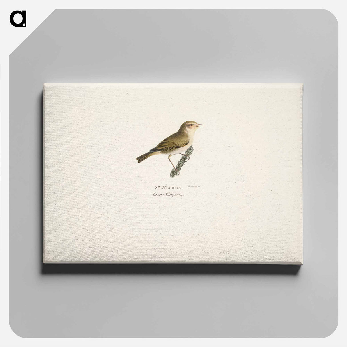 Common chiffchaff - Wilhelm von Wright Canvas.