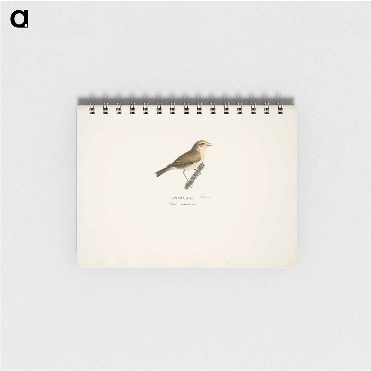 Common chiffchaff - ヴィルヘルム フォン ライト Memo.