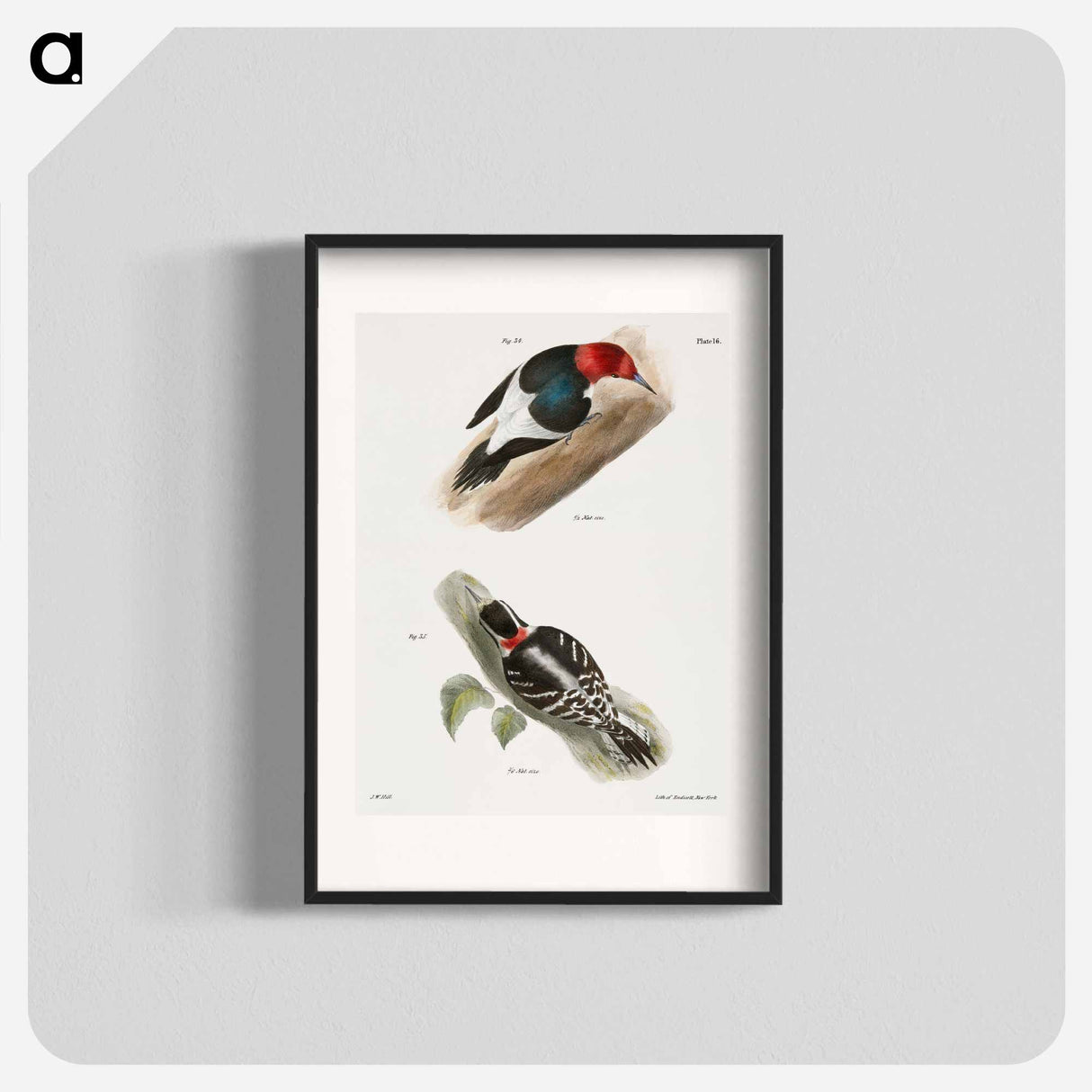 The Red-headed Woodpecker (Picus erythrocephalus) 35. The Downy Woodpecker (Picus pubescens) - ニューヨークの動物学 Poster.