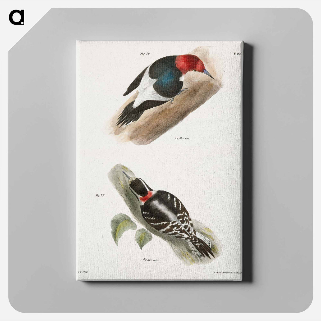 The Red-headed Woodpecker (Picus erythrocephalus) 35. The Downy Woodpecker (Picus pubescens) - ニューヨークの動物学 Canvas.