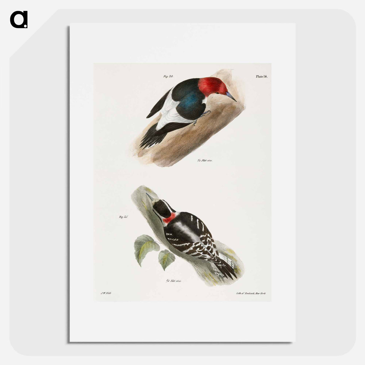 The Red-headed Woodpecker (Picus erythrocephalus) 35. The Downy Woodpecker (Picus pubescens) - ニューヨークの動物学 Poster.