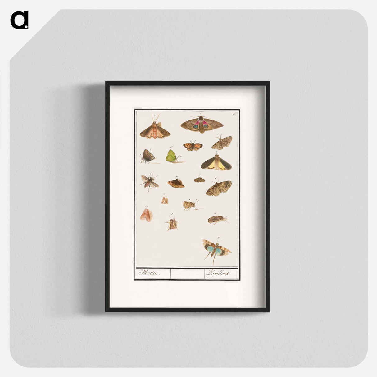 アートポスター-Butterflies and moths - アンセルムス ボエティウス デ ブート Poster.