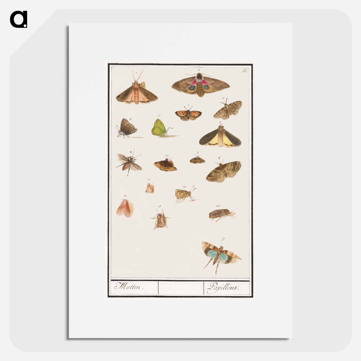 アートポスター-Butterflies and moths - アンセルムス ボエティウス デ ブート Poster.