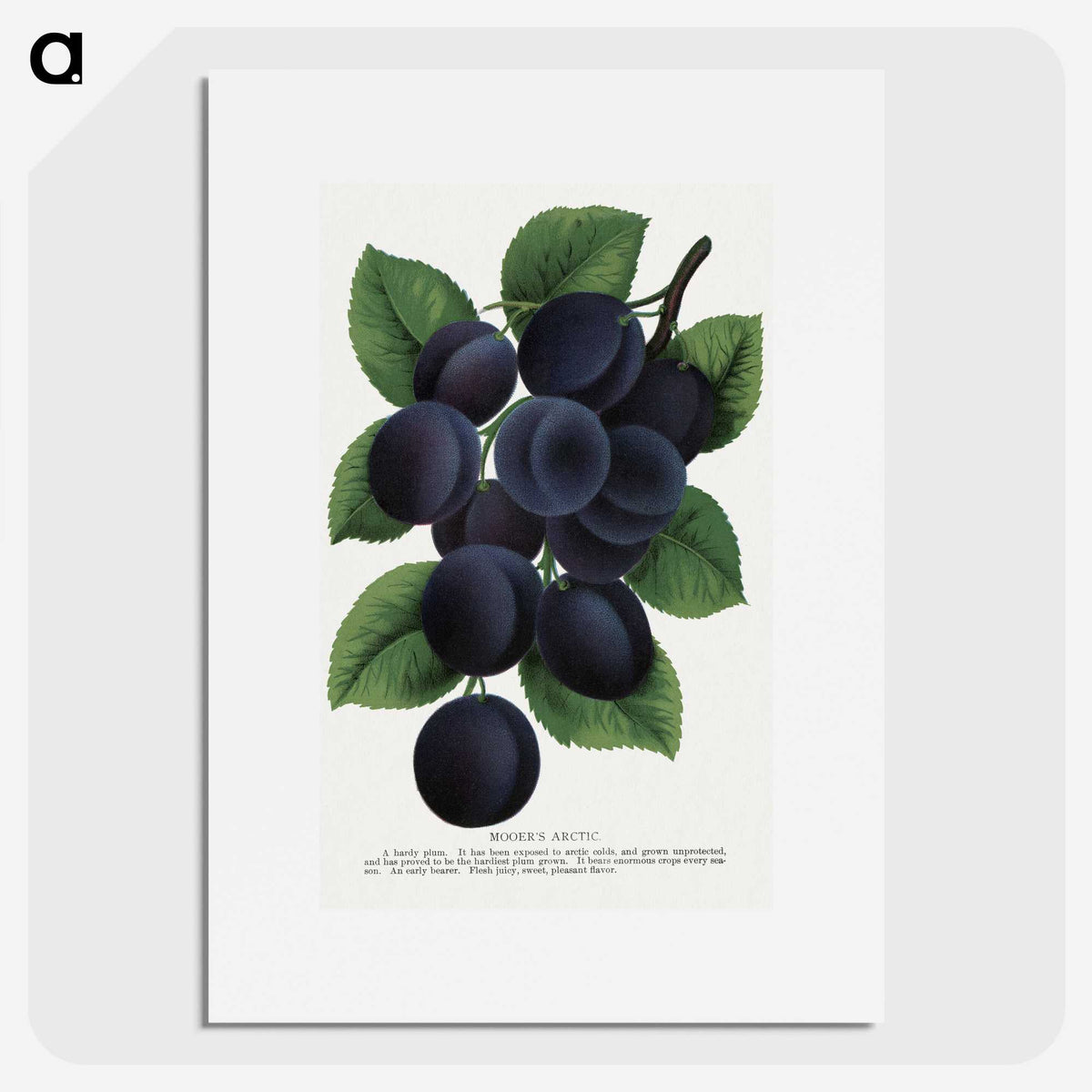 1-84_Botanical-Specimen-Plates_picture