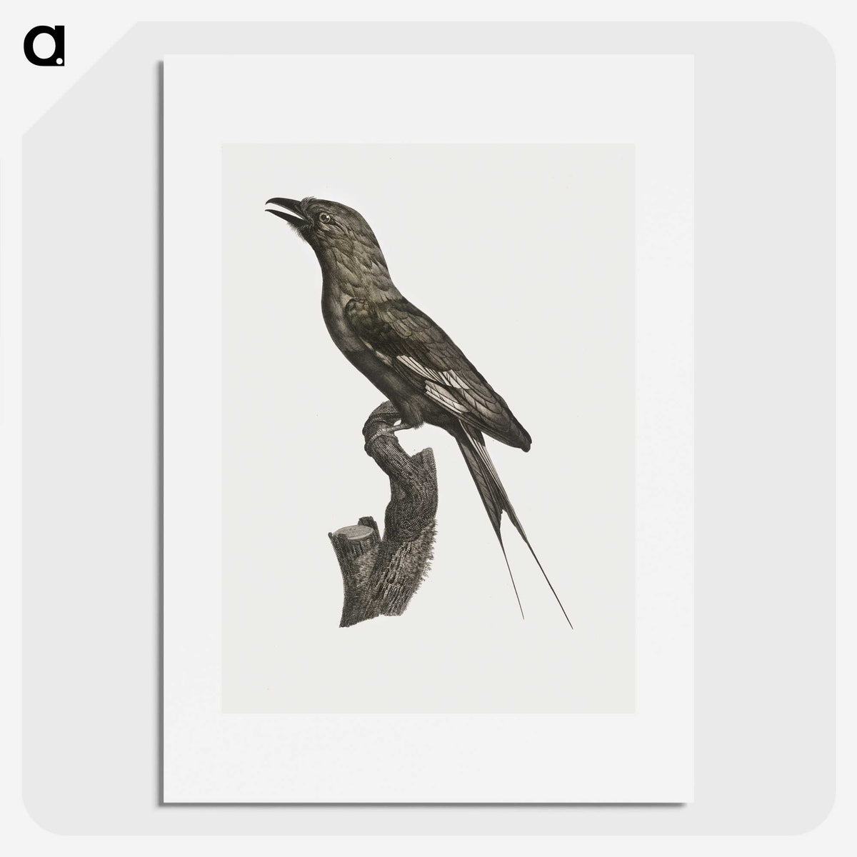 1-84_Des-Oiseaux-de-Paradis_picture