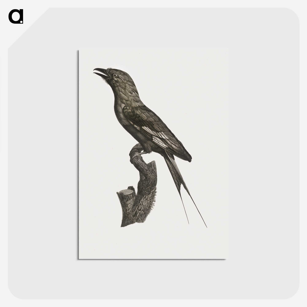 1-84_Des-Oiseaux-de-Paradis_postcard
