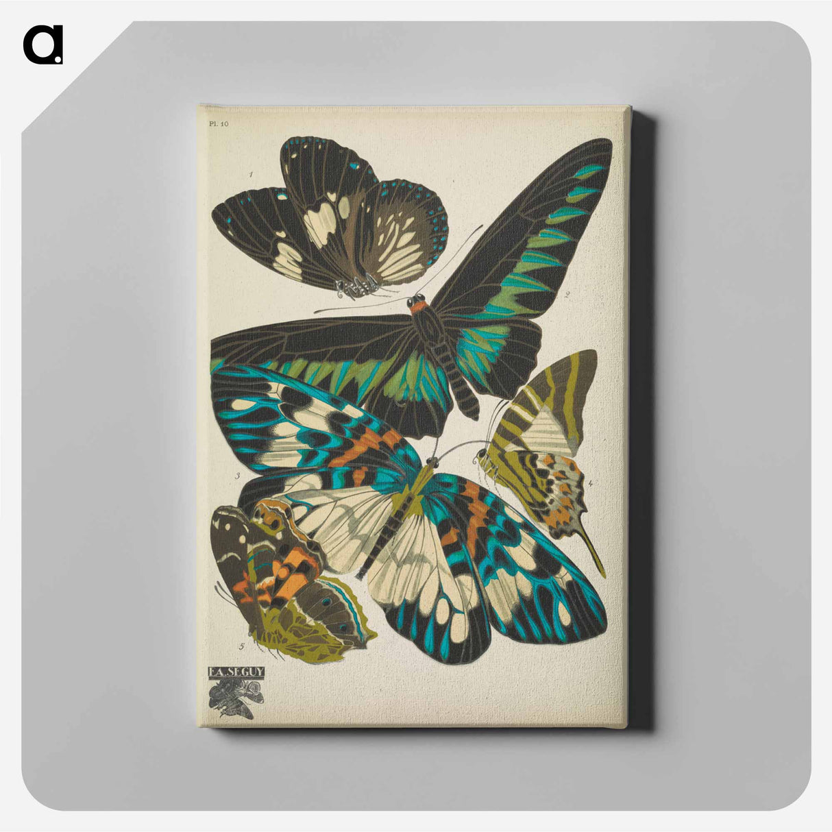 E.A. Séguy's vintage butterflies insect illustration - E.A.セギー Canvas.