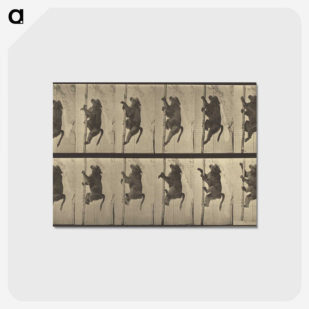 1-84_Eadweard-Muybridge_postcard