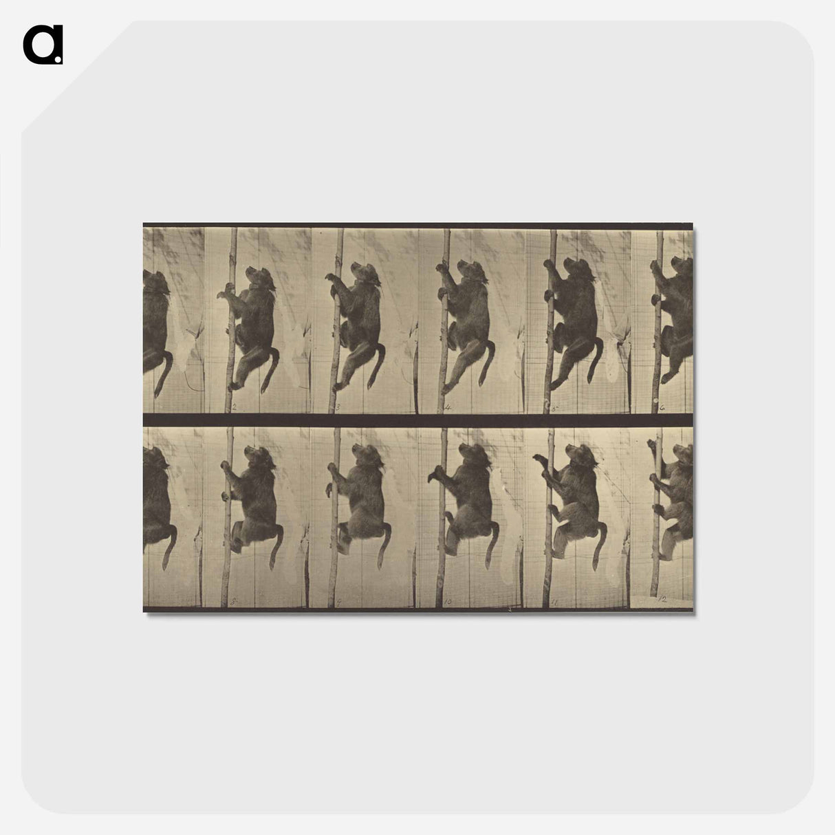 アートポストカード-Animal Locomotion
- エドワード マイブリッジ Postcard.