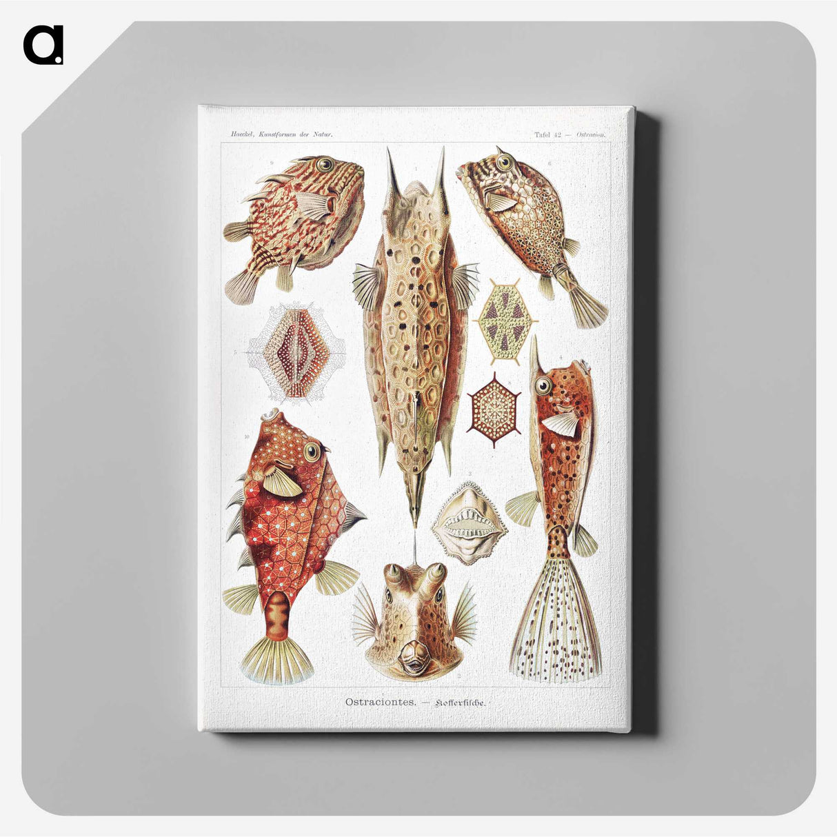 1-84_Ernst-Haeckel_canvas