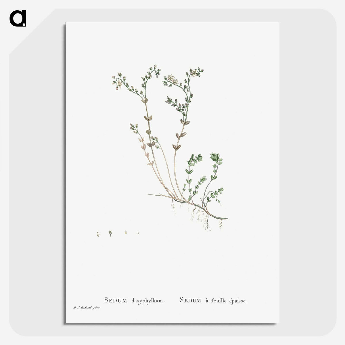 1-84_Histoire-des-Plantes-Grasses_picture-crop