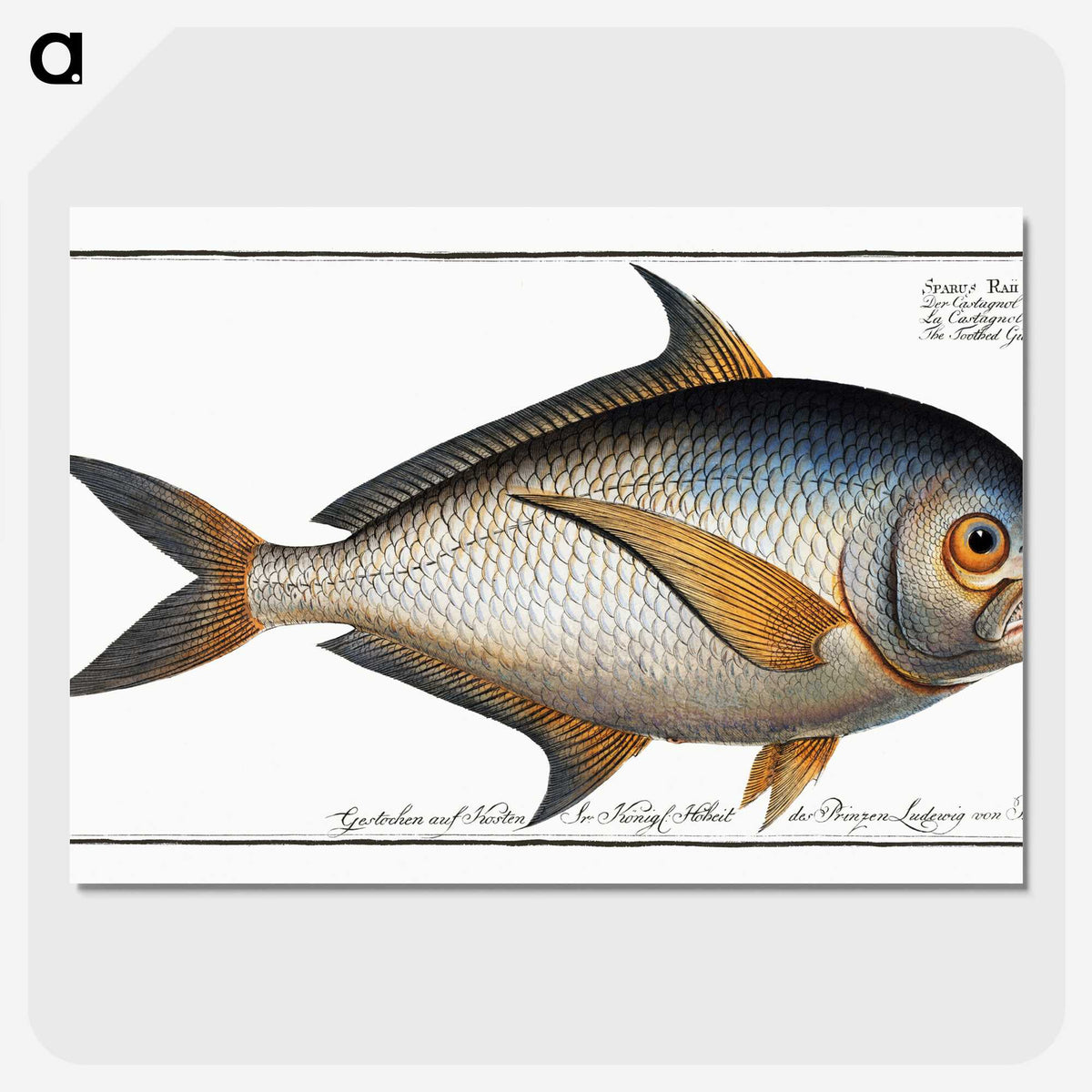 1-84_Ichtyologie-ou-Histoire-naturelle_picture-crop