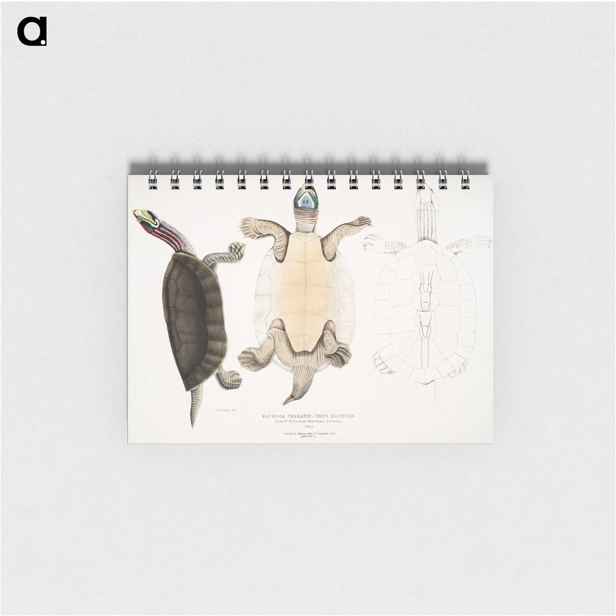 1-84_Indian-Zoology_memo