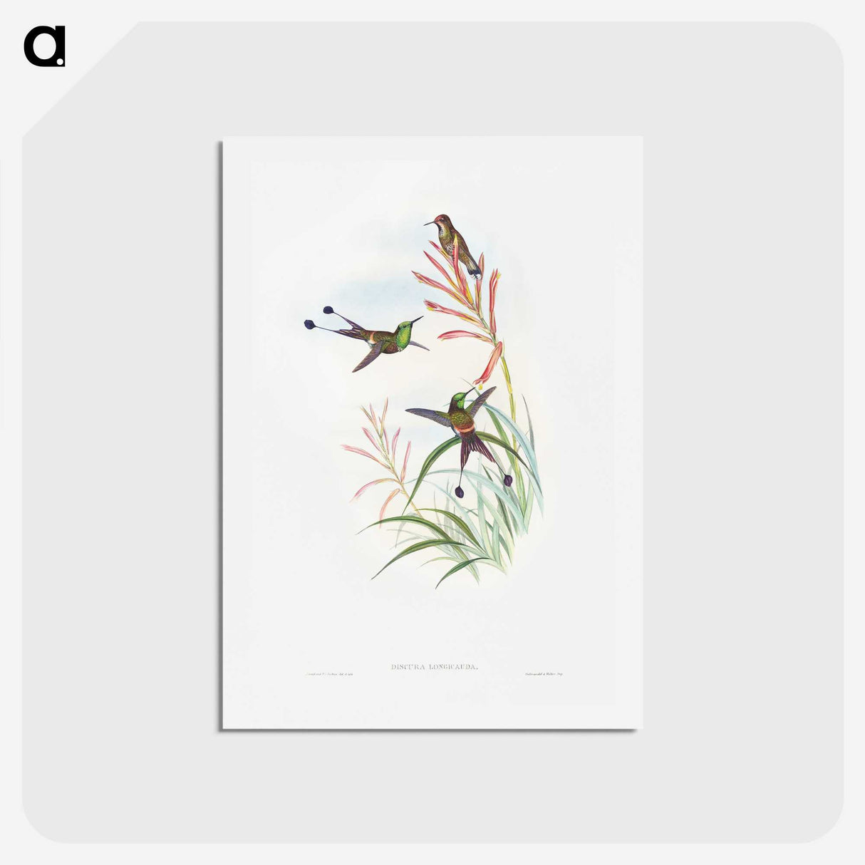 1-84_John-Gould_hagaki