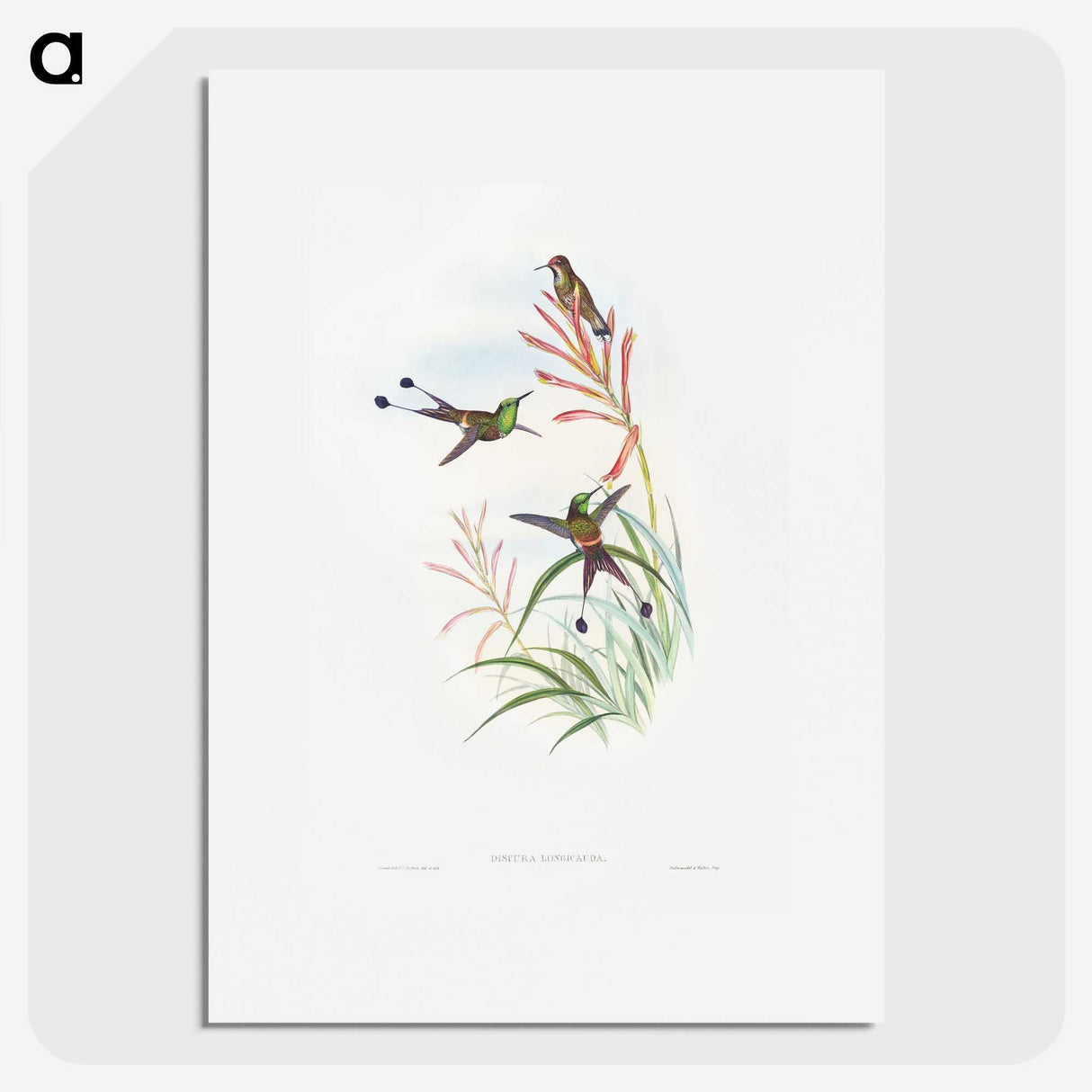 1-84_John-Gould_picture