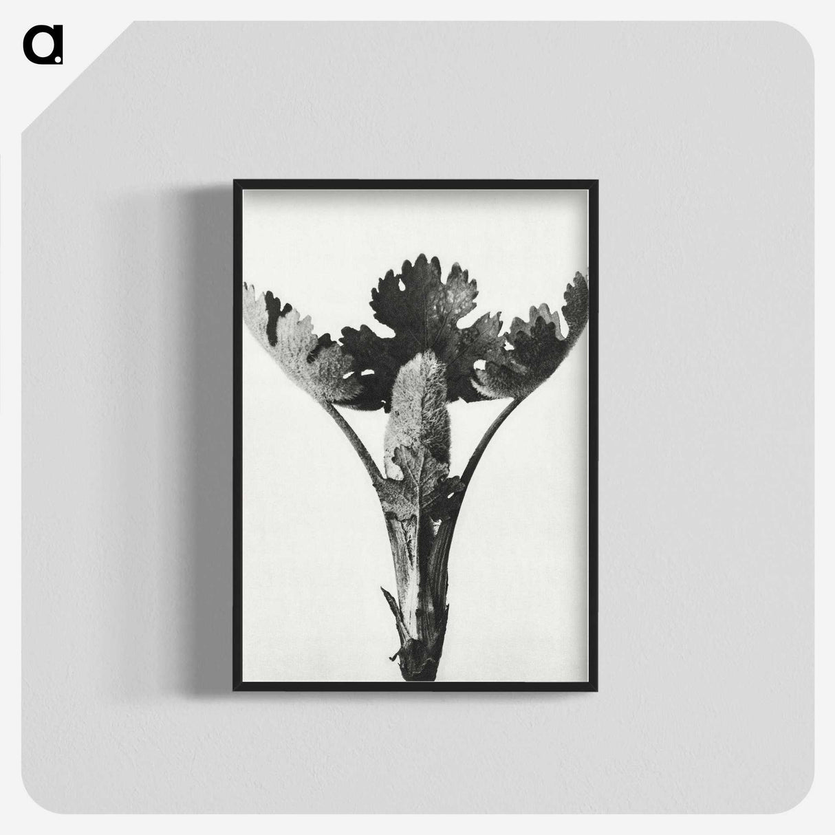 1-84_Karl-Blossfeldt_blk-crop