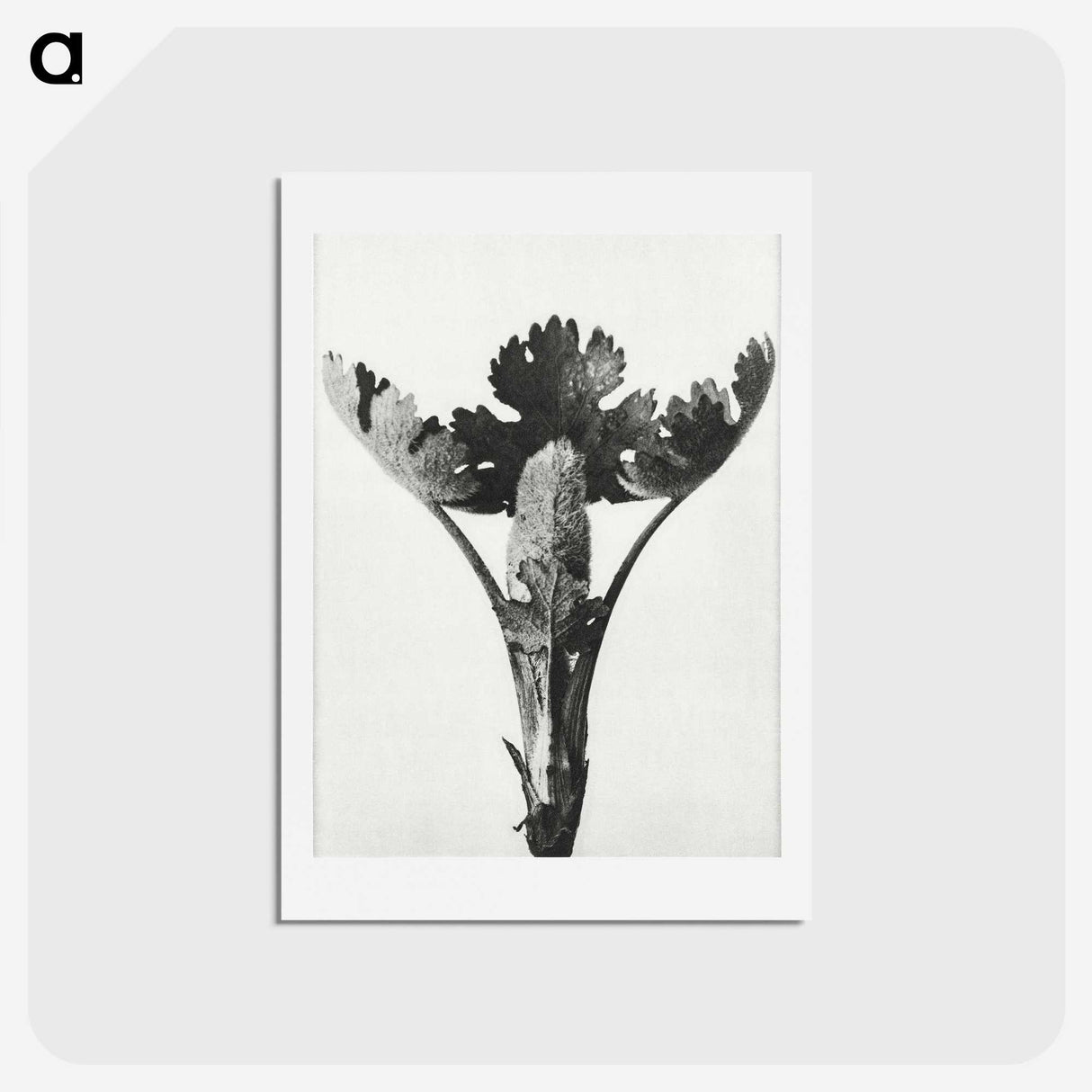 1-84_Karl-Blossfeldt_hagaki