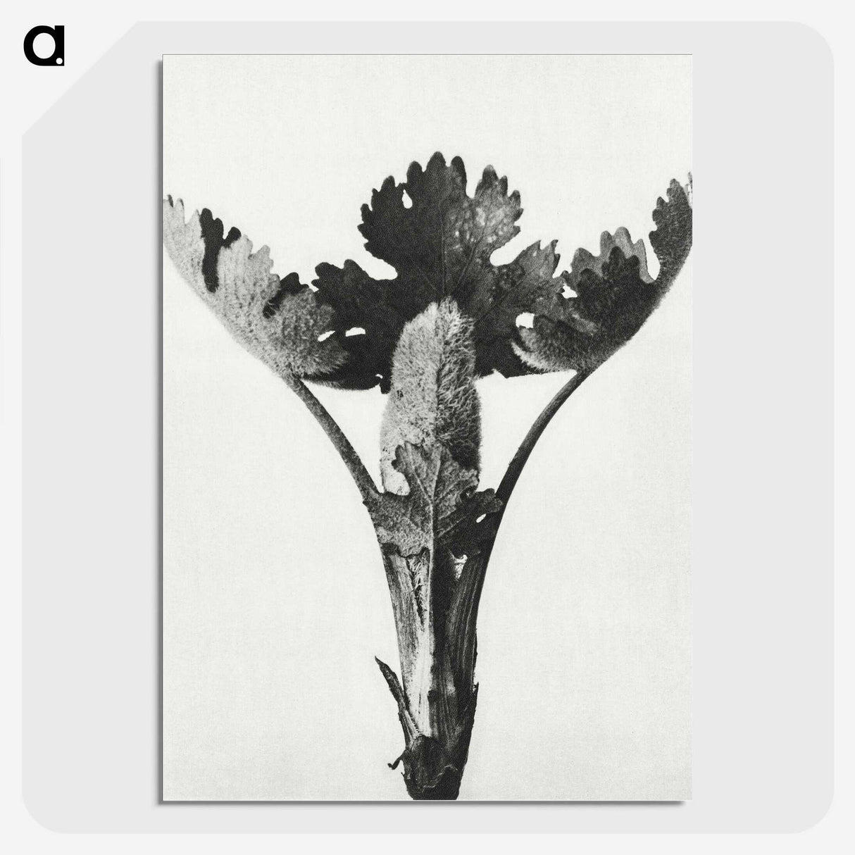 1-84_Karl-Blossfeldt_picture-crop