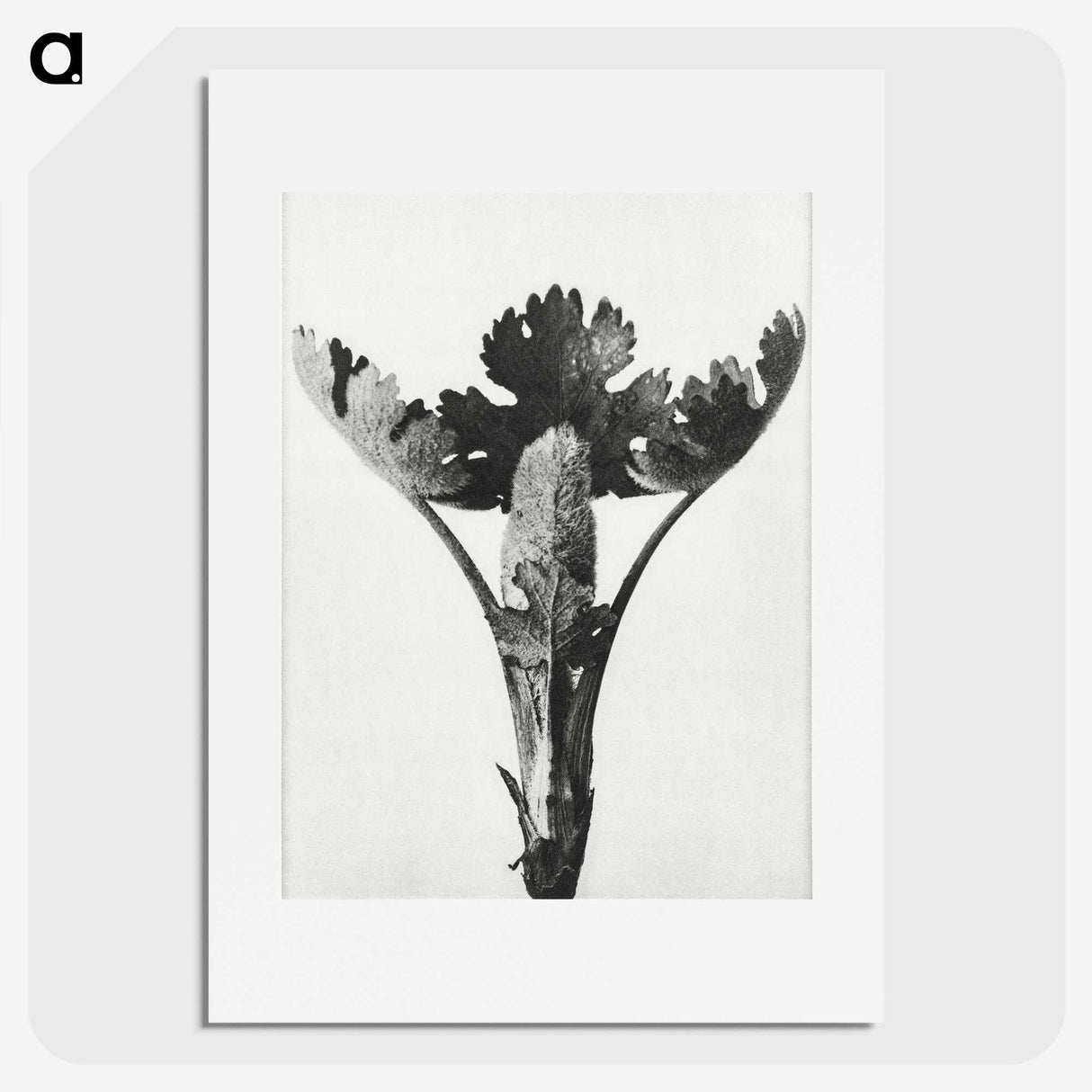 1-84_Karl-Blossfeldt_picture