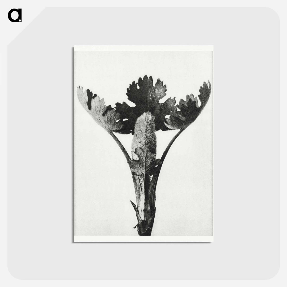 アートポストカード-Macleya Cordata (Five–Seeded Plume-Poppy) - カール ブロスフェルト Postcard.