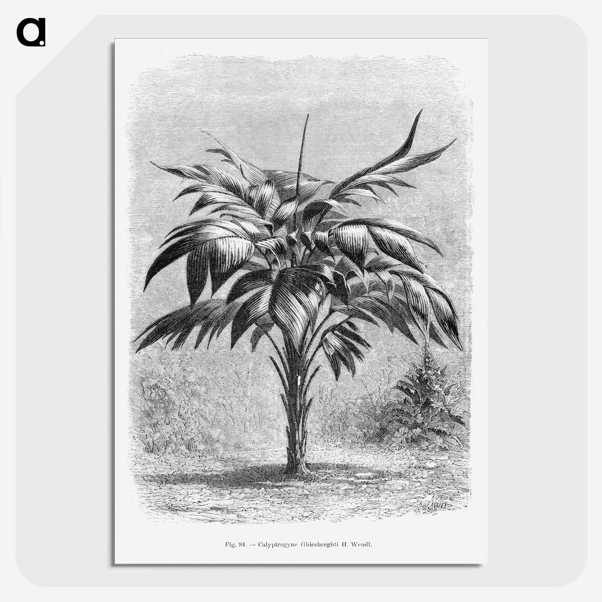 1-84_Les-Palmiers-Histoire-Iconographique_picture-crop