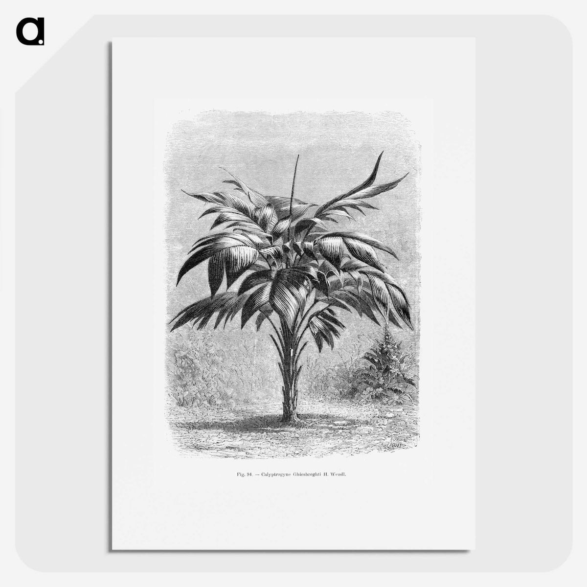 1-84_Les-Palmiers-Histoire-Iconographique_picture