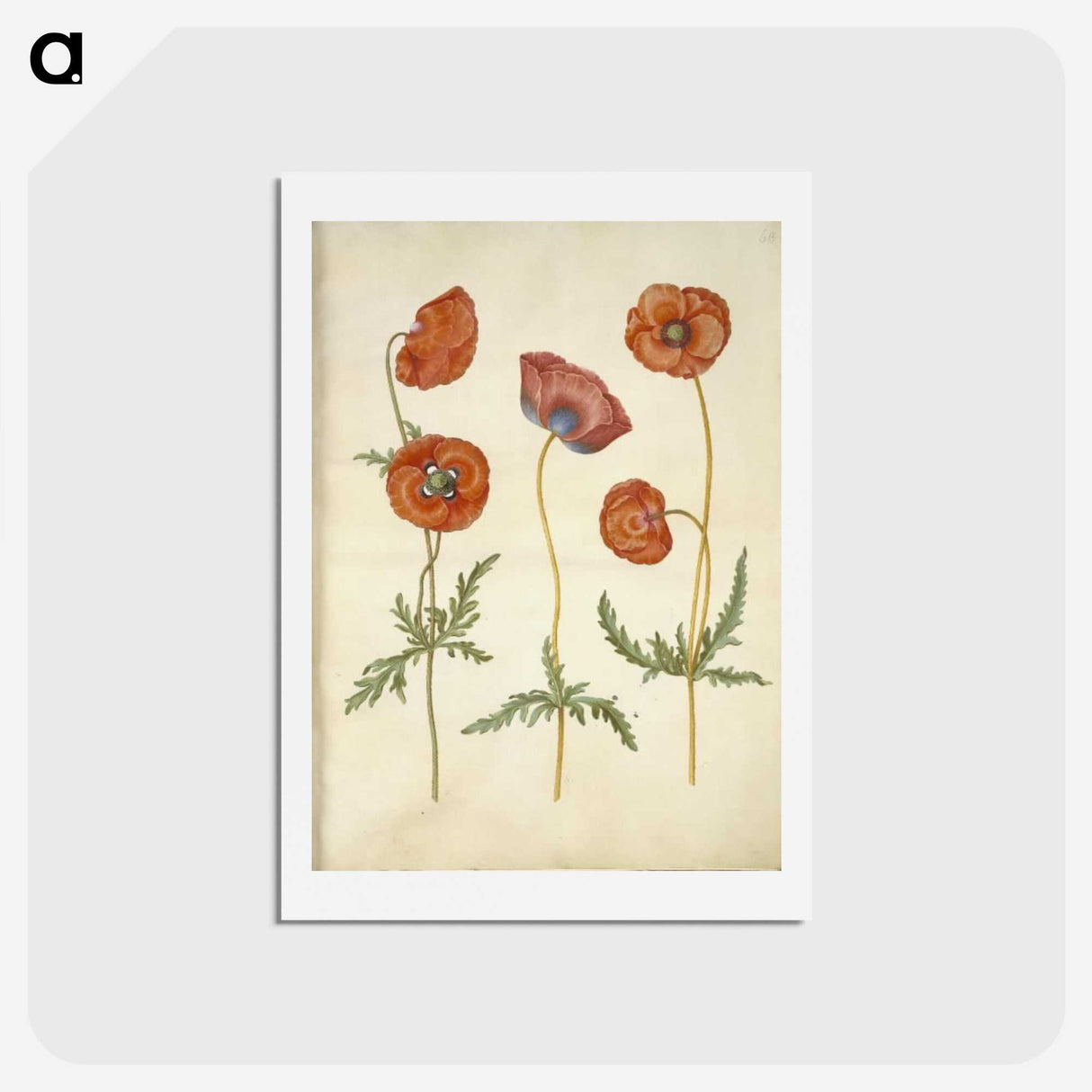 1-84_Maria-Sibylla-Merian_hagaki