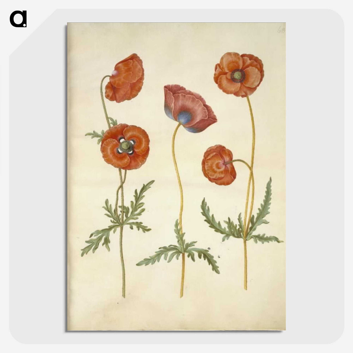 1-84_Maria-Sibylla-Merian_picture-crop