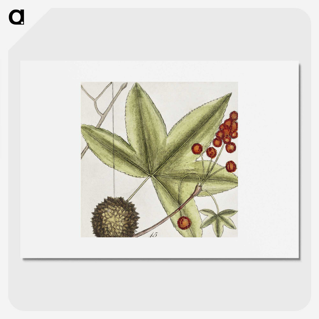 1-84_Mark-Catesby_picture
