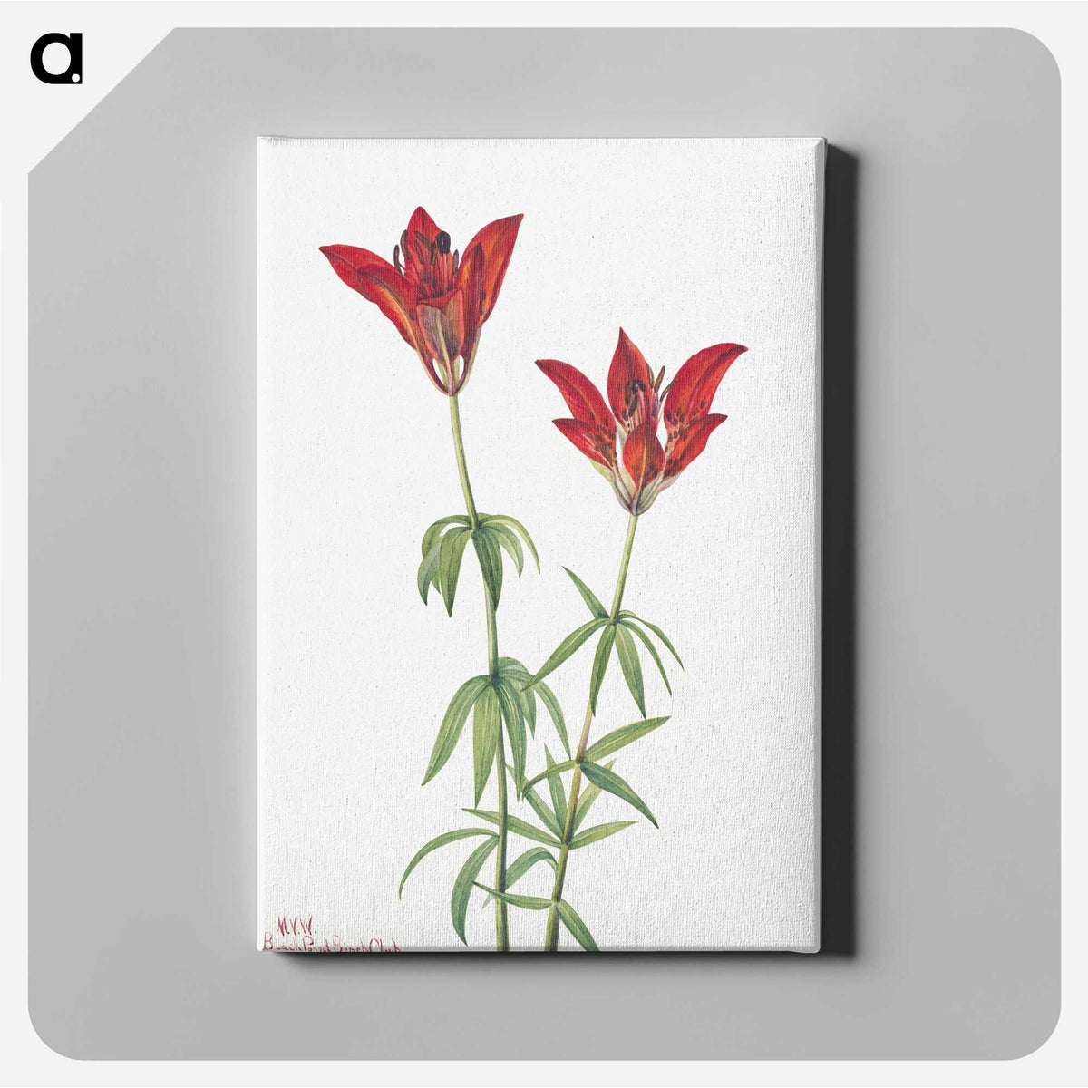 1-84_Mary-Vaux-Walcott_canvas