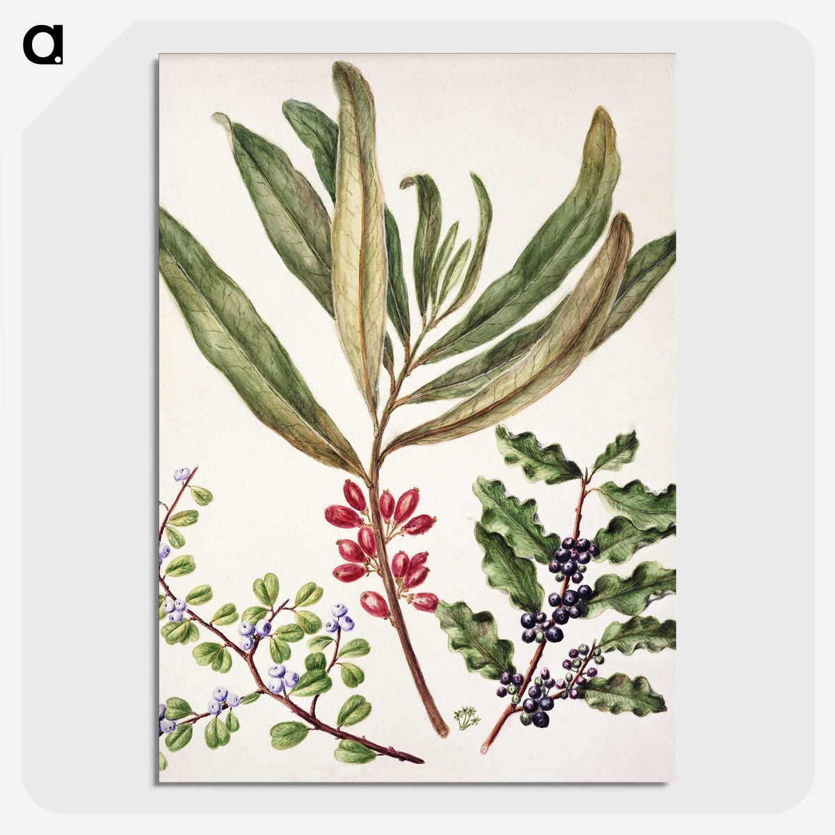 1-84_Native-Flowering-Plants-of-New-Zealand_picture-crop