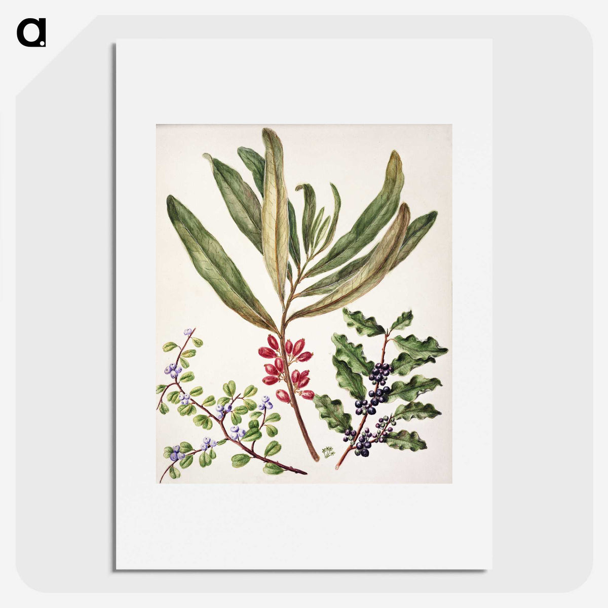1-84_Native-Flowering-Plants-of-New-Zealand_picture