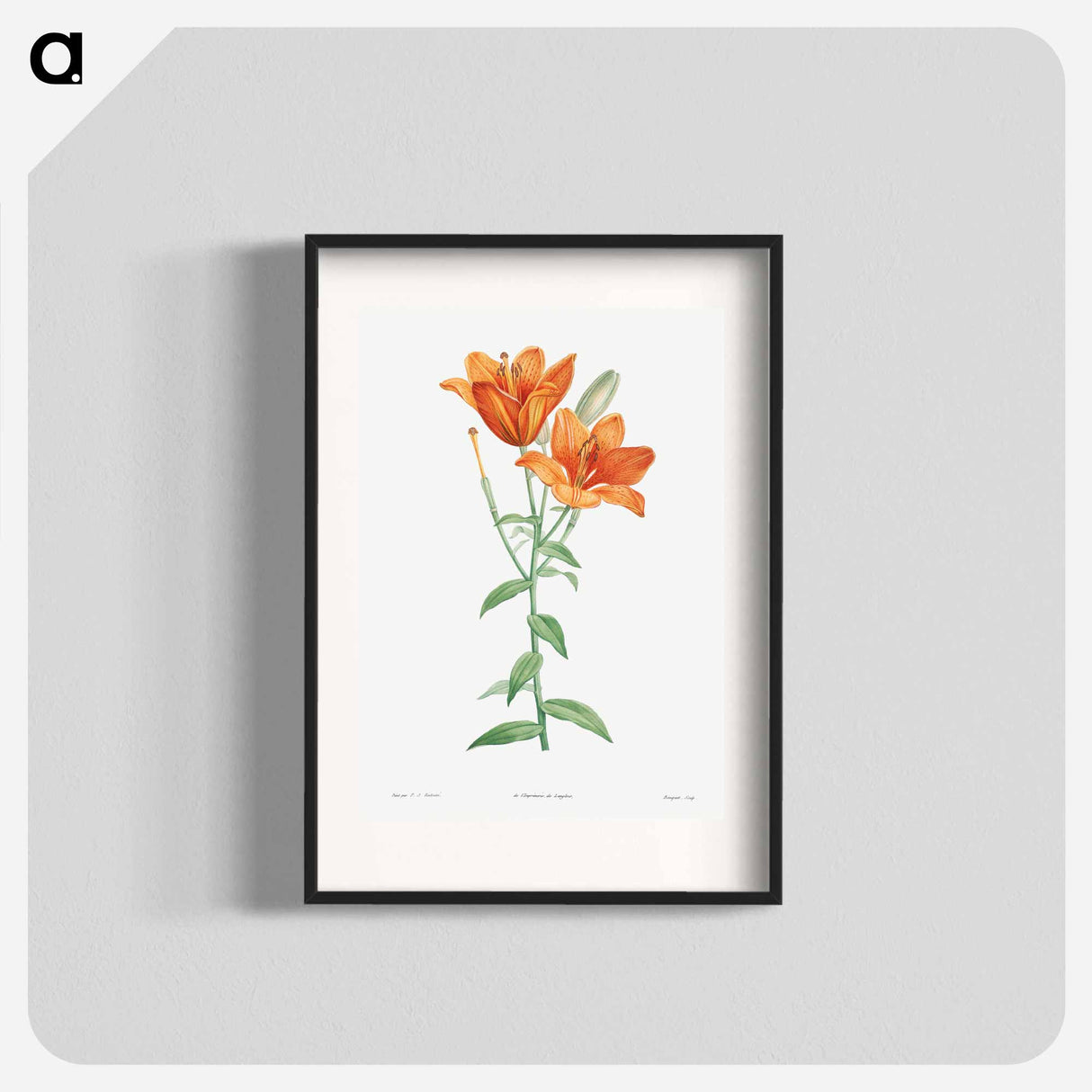 Orange bulbous lily - Pierre Joseph Redouté Poster.