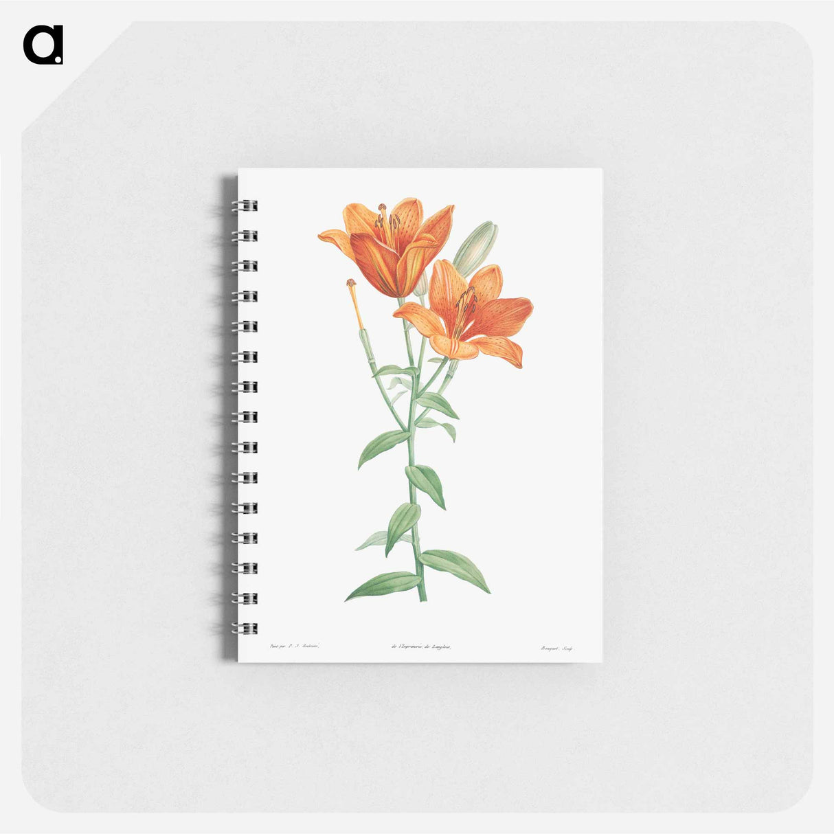 Orange bulbous lily - ピエール ジョゼフ ルドゥーテ Memo.