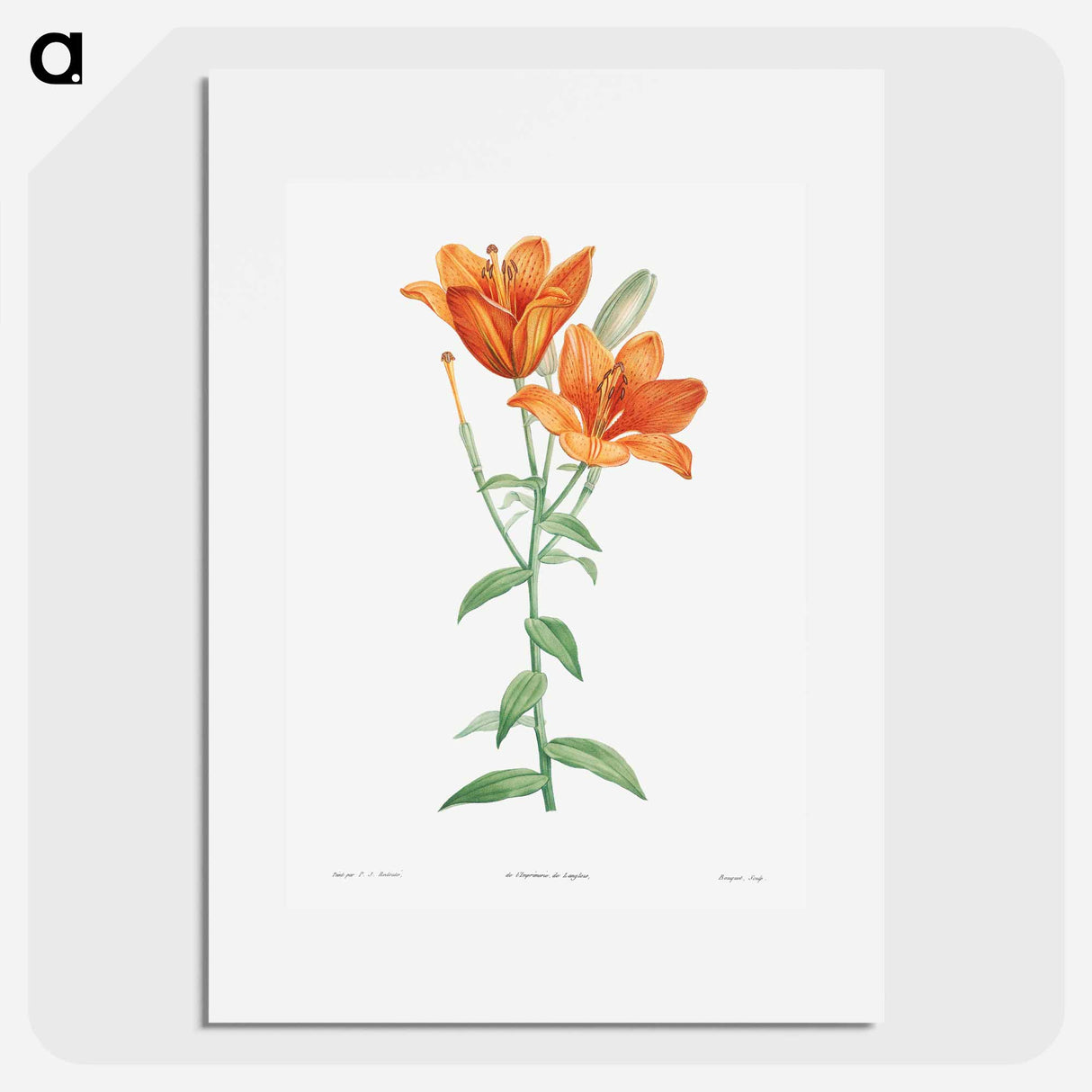 Orange bulbous lily - Pierre Joseph Redouté Poster.