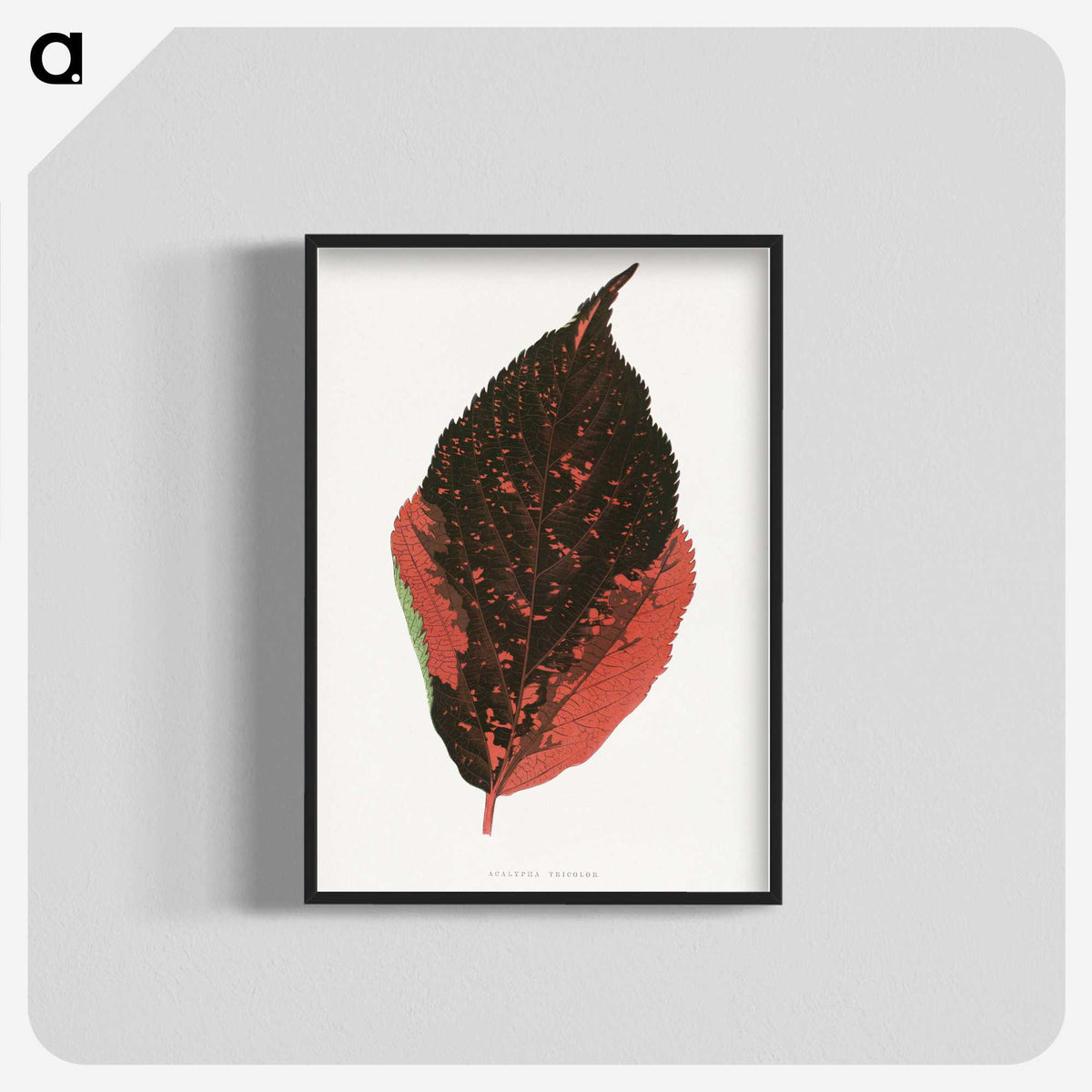 1-84_Plants-with-Colored-Foliage_blk-crop