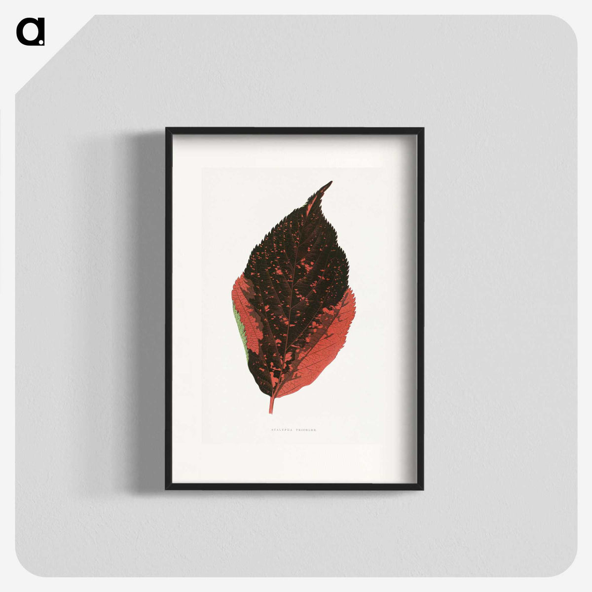 1-84_Plants-with-Colored-Foliage_blk
