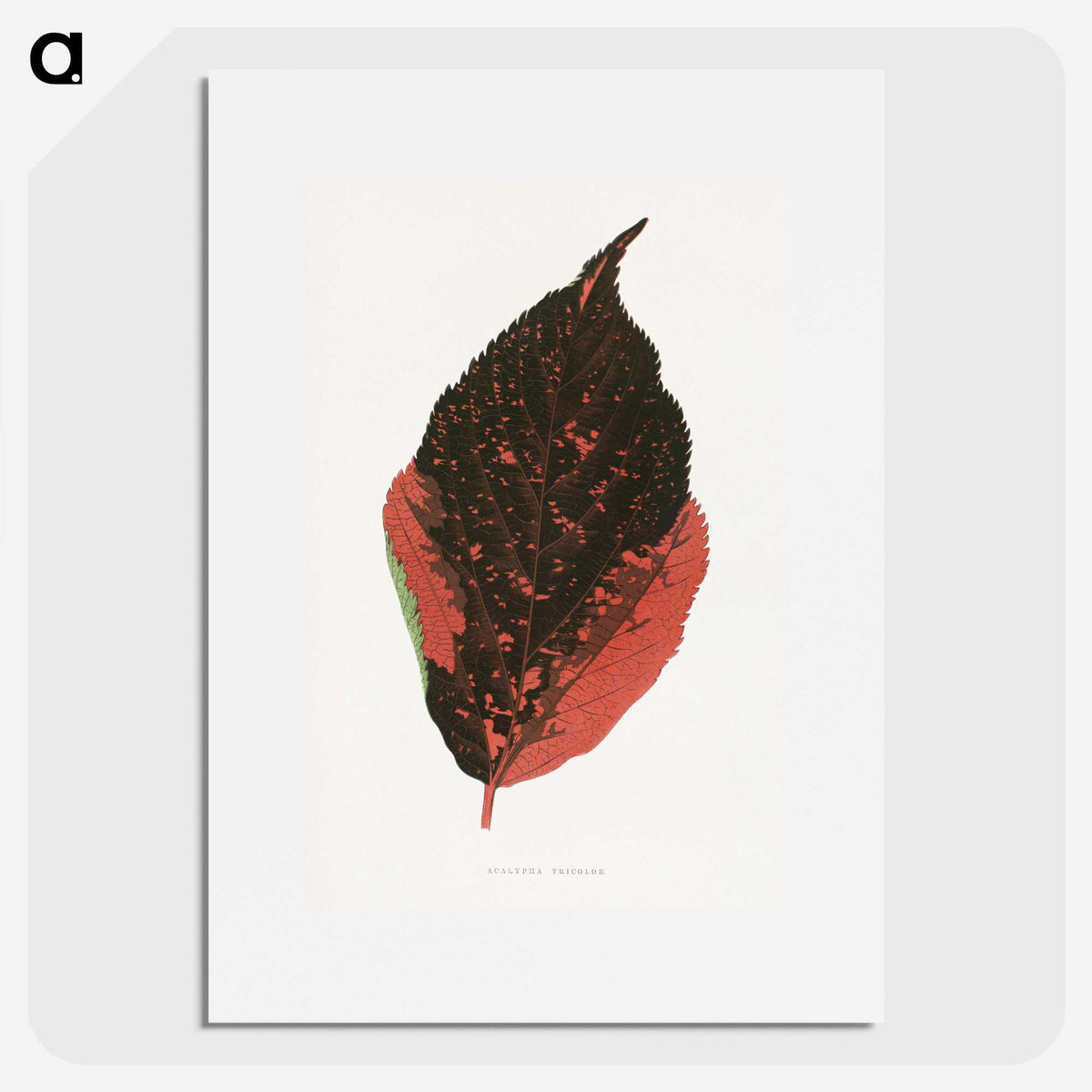 1-84_Plants-with-Colored-Foliage_picture