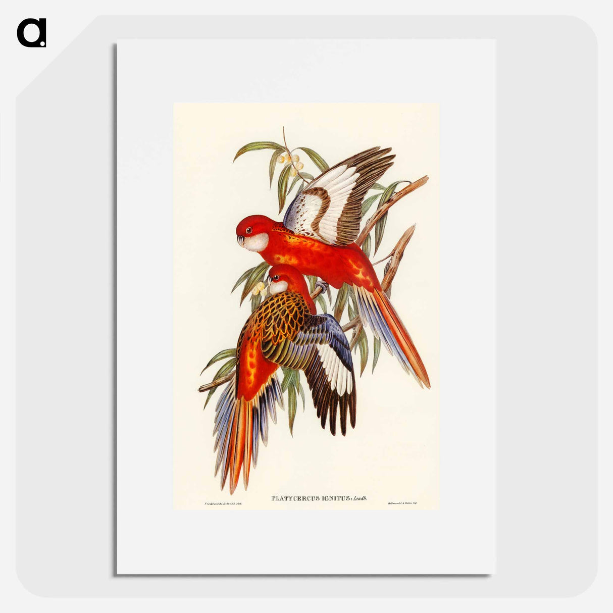 アートポスター-Fiery Parakeet
- オーストラリアの鳥 Poster.