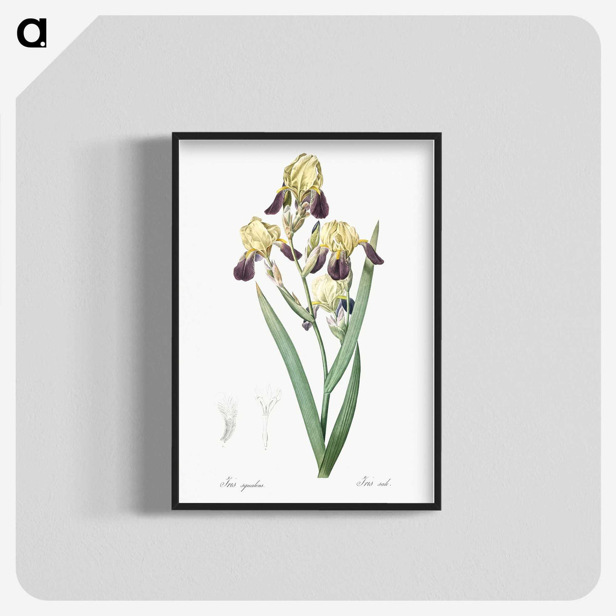 1-84_The-Lilies_blk-crop
