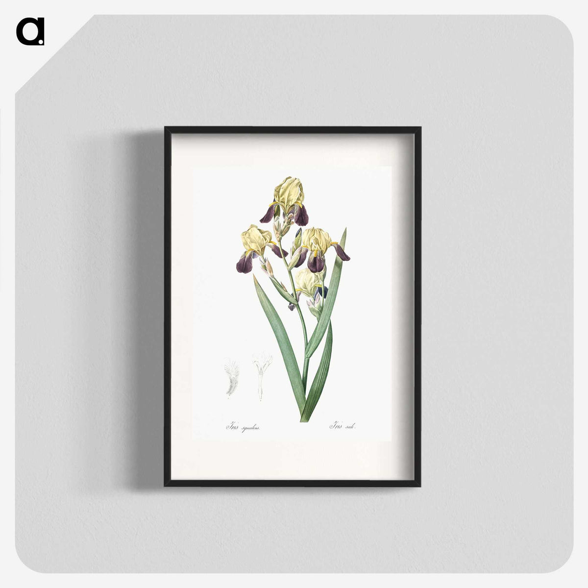 1-84_The-Lilies_blk