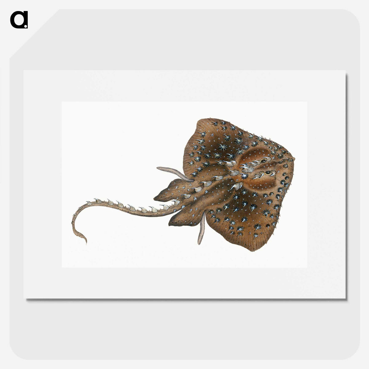 1-84_The-Natural-History-of-British-Fishes_picture