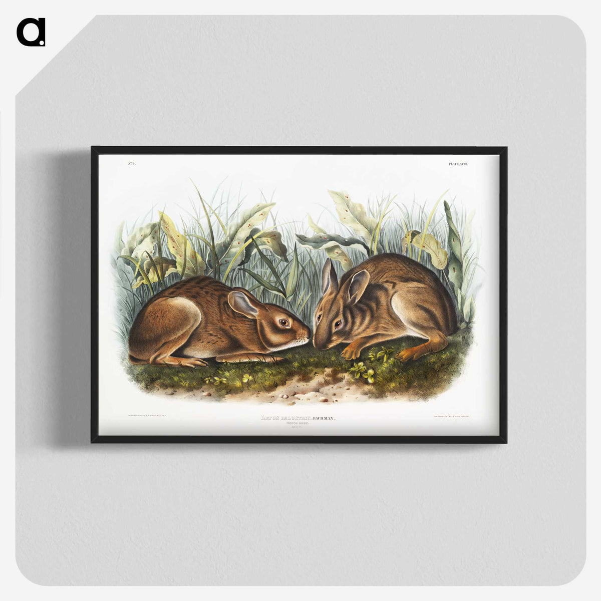 1-84_The-Viviparous-Quadrupeds_blk-crop