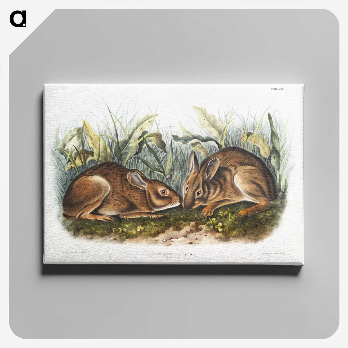 1-84_The-Viviparous-Quadrupeds_canvas